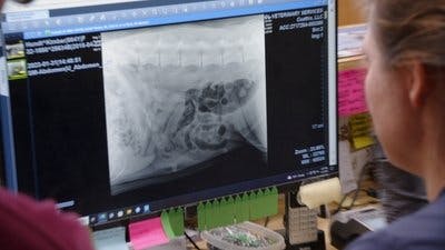 Assistir Clínica Animal com Dr. Pol Temporada 23 Episódio 6 Online em HD