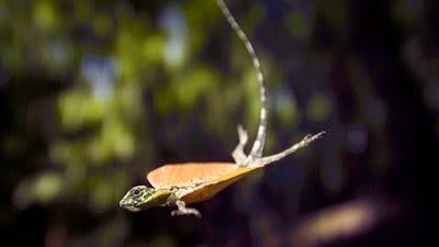 Assistir Pequenos Gigantes da Natureza Temporada 1 Episódio 14 Online em HD