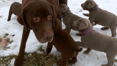 Assistir Clínica Animal com Dr. Pol Temporada 10 Episódio 1 Online em HD