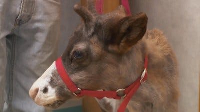 Assistir Clínica Animal com Dr. Pol Temporada 13 Episódio 4 Online em HD