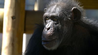 Assistir A Vida Secreta dos Chimpanzés Temporada 1 Episódio 4 Online em HD