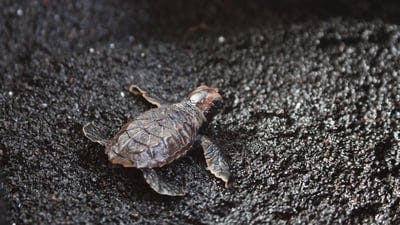 Assistir Havaí Selvagem Temporada 1 Episódio 1 Online em HD