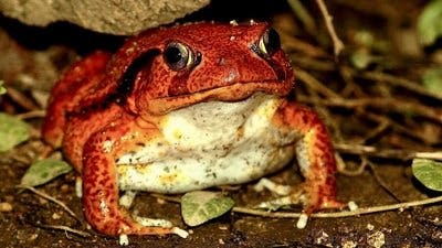 Assistir Pequenos Gigantes da Natureza Temporada 1 Episódio 4 Online em HD