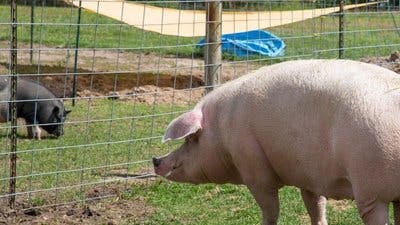 Assistir Clínica Animal com Dr. Pol Temporada 18 Episódio 9 Online em HD