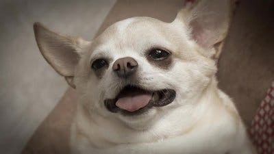 Assistir Clínica Animal com Dr. Pol Temporada 14 Episódio 9 Online em HD