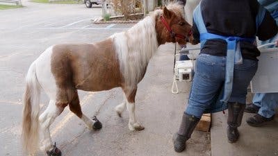 Assistir Clínica Animal com Dr. Pol Temporada 24 Episódio 6 Online em HD