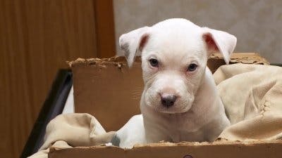 Assistir Clínica Animal com Dr. Pol Temporada 15 Episódio 8 Online em HD