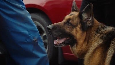 Assistir Hudson & Rex Temporada 6 Episódio 3 Online em HD
