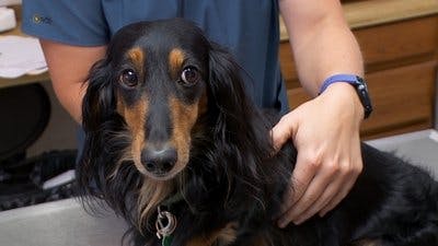 Assistir Clínica Animal com Dr. Pol Temporada 17 Episódio 4 Online em HD