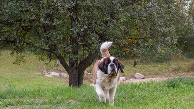 Assistir Clínica Animal com Dr. Pol Temporada 10 Episódio 12 Online em HD