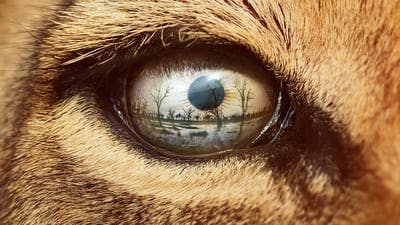 Assistir Predadores do Mundo Animal Temporada 1 Episódio 3 Online em HD