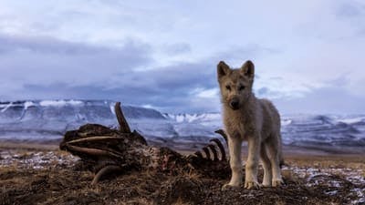 Assistir O Reino do Lobo-Branco Temporada 1 Episódio 3 Online em HD