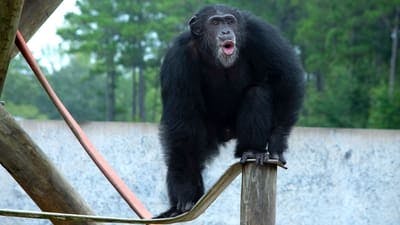 Assistir A Vida Secreta dos Chimpanzés Temporada 1 Episódio 3 Online em HD