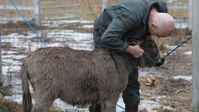 Assistir Clínica Animal com Dr. Pol Temporada 11 Episódio 9 Online em HD
