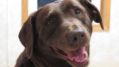 Assistir Clínica Animal com Dr. Pol Temporada 11 Episódio 8 Online em HD