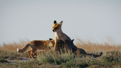 Assistir Planeta Vivo Temporada 1 Episódio 4 Online em HD