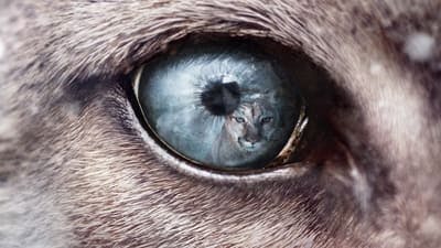 Assistir Predadores do Mundo Animal Temporada 1 Episódio 4 Online em HD