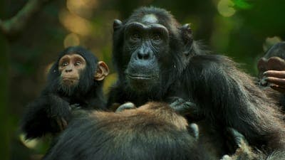 Assistir O Império dos Chimpanzés Temporada 1 Episódio 1 Online em HD