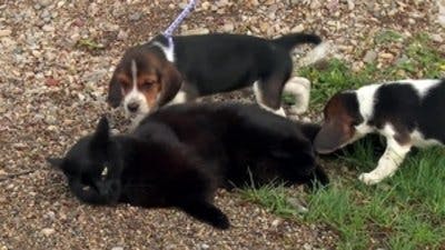 Assistir Clínica Animal com Dr. Pol Temporada 20 Episódio 12 Online em HD
