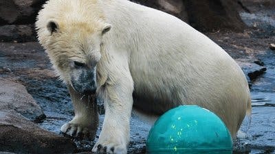 Assistir Os Segredos do Zoológico Temporada 2 Episódio 12 Online em HD