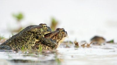 Assistir África Selvagem: Sobrevivendo na Natureza Temporada 1 Episódio 1 Online em HD