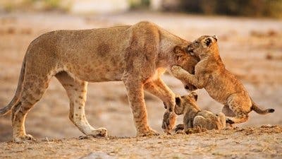 Assistir África Selvagem: Sobrevivendo na Natureza Temporada 1 Episódio 2 Online em HD