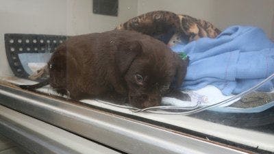 Assistir Clínica Animal com Dr. Pol Temporada 18 Episódio 2 Online em HD