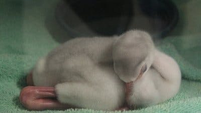 Assistir Os Segredos do Zoológico Temporada 4 Episódio 2 Online em HD