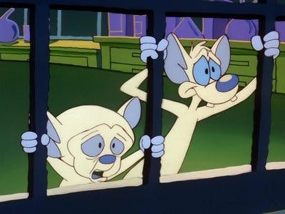 Assistir Pinky e o Cérebro Temporada 3 Episódio 11 Online em HD