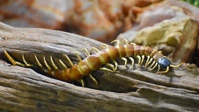 Assistir Pequenos Gigantes da Natureza Temporada 1 Episódio 5 Online em HD