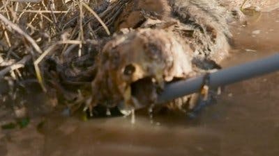 Assistir O Segredo do Rancho Skinwalker Temporada 5 Episódio 3 Online em HD
