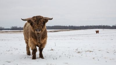 Assistir Clínica Animal com Dr. Pol Temporada 17 Episódio 7 Online em HD