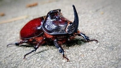 Assistir Pequenos Gigantes da Natureza Temporada 1 Episódio 15 Online em HD