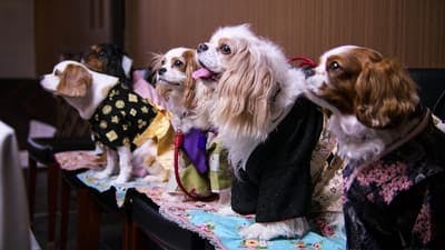 Assistir Dogs Temporada 1 Episódio 4 Online em HD