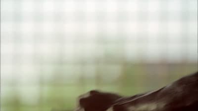 Assistir Prison Break: Em Busca da Verdade Temporada 3 Episódio 3 Online em HD