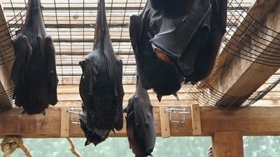 Assistir Os Segredos do Zoológico Temporada 5 Episódio 4 Online em HD