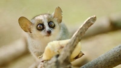 Assistir Pequenos Gigantes da Natureza Temporada 1 Episódio 13 Online em HD