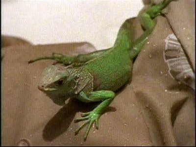 Assistir O Clube do Terror Temporada 5 Episódio 5 Online em HD