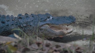 Assistir Os Segredos do Zoológico Temporada 2 Episódio 5 Online em HD