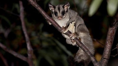 Assistir Pequenos Gigantes da Natureza Temporada 1 Episódio 7 Online em HD