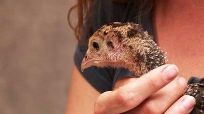 Assistir Clínica Animal com Dr. Pol Temporada 10 Episódio 9 Online em HD