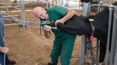 Assistir Clínica Animal com Dr. Pol Temporada 13 Episódio 6 Online em HD