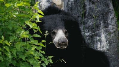 Assistir Os Segredos do Zoológico Temporada 3 Episódio 9 Online em HD