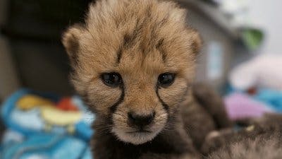 Assistir Os Segredos do Zoológico Temporada 2 Episódio 2 Online em HD