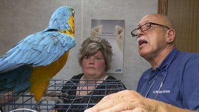 Assistir Clínica Animal com Dr. Pol Temporada 13 Episódio 2 Online em HD