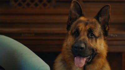 Assistir Hudson & Rex Temporada 7 Episódio 5 Online em HD