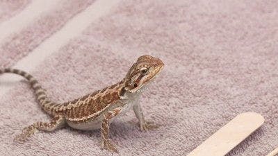 Assistir Clínica Animal com Dr. Pol Temporada 15 Episódio 9 Online em HD