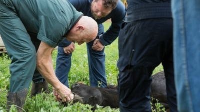 Assistir Clínica Animal com Dr. Pol Temporada 7 Episódio 10 Online em HD