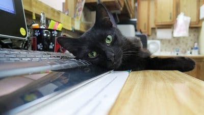 Assistir Clínica Animal com Dr. Pol Temporada 11 Episódio 2 Online em HD