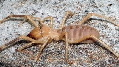 Assistir Pequenos Gigantes da Natureza Temporada 1 Episódio 17 Online em HD